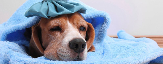 Как и чем лечить собачьи болезни
