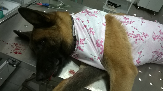 Инородное тело в желудке у собаки симптомы и лечение thumbnail