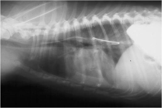 Симптомы и лечения инородного тела в желудке у собаки