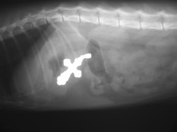 Симптомы и лечения инородного тела в желудке у собаки