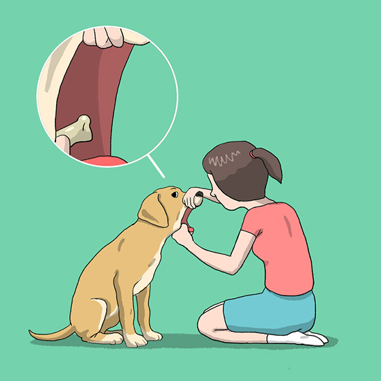 Симптомы и лечения инородного тела в желудке у собаки thumbnail