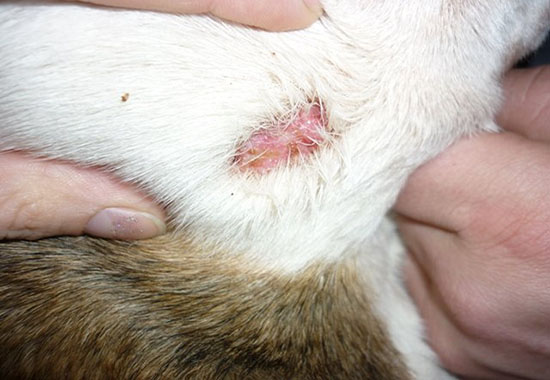 Отрубевидный лишай у собак лечение в домашних условиях thumbnail