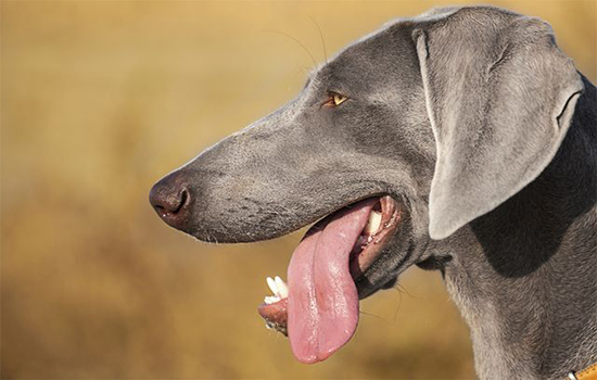 Собака часто дышит с открытым ртом причины – учащенное дыхание у щенка