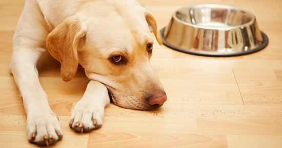 Болезни собак и их симптомы отравления