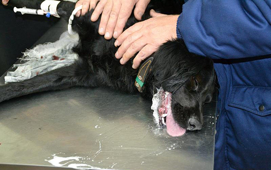 Анализ крови при отравлении собак