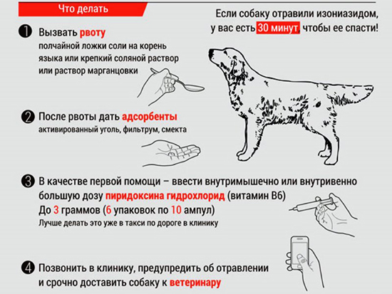 Анализ крови при отравлении собаки ядом thumbnail