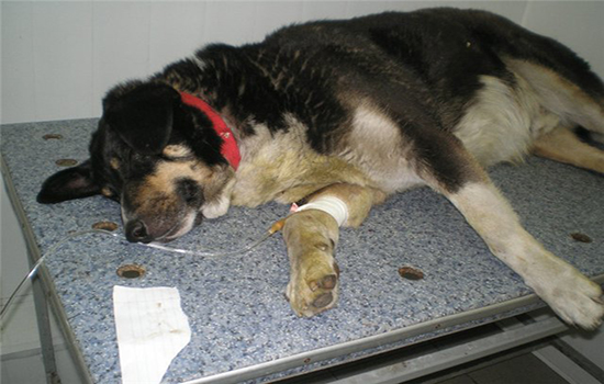 Лечение отравления собак в домашних условиях