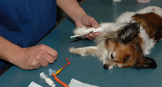Показатели крови при гепатите у собак