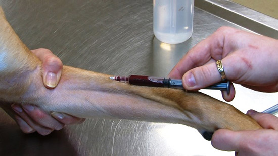 Показатели крови при гепатите у собак