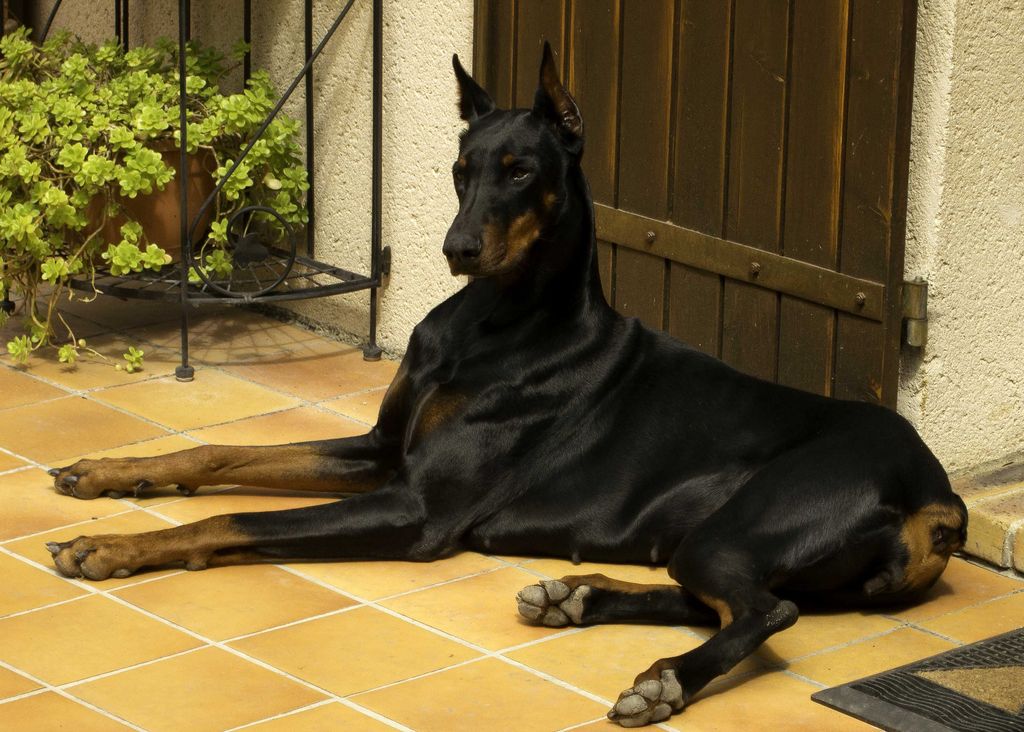Порода собак рыжая с черной мордой пушистая