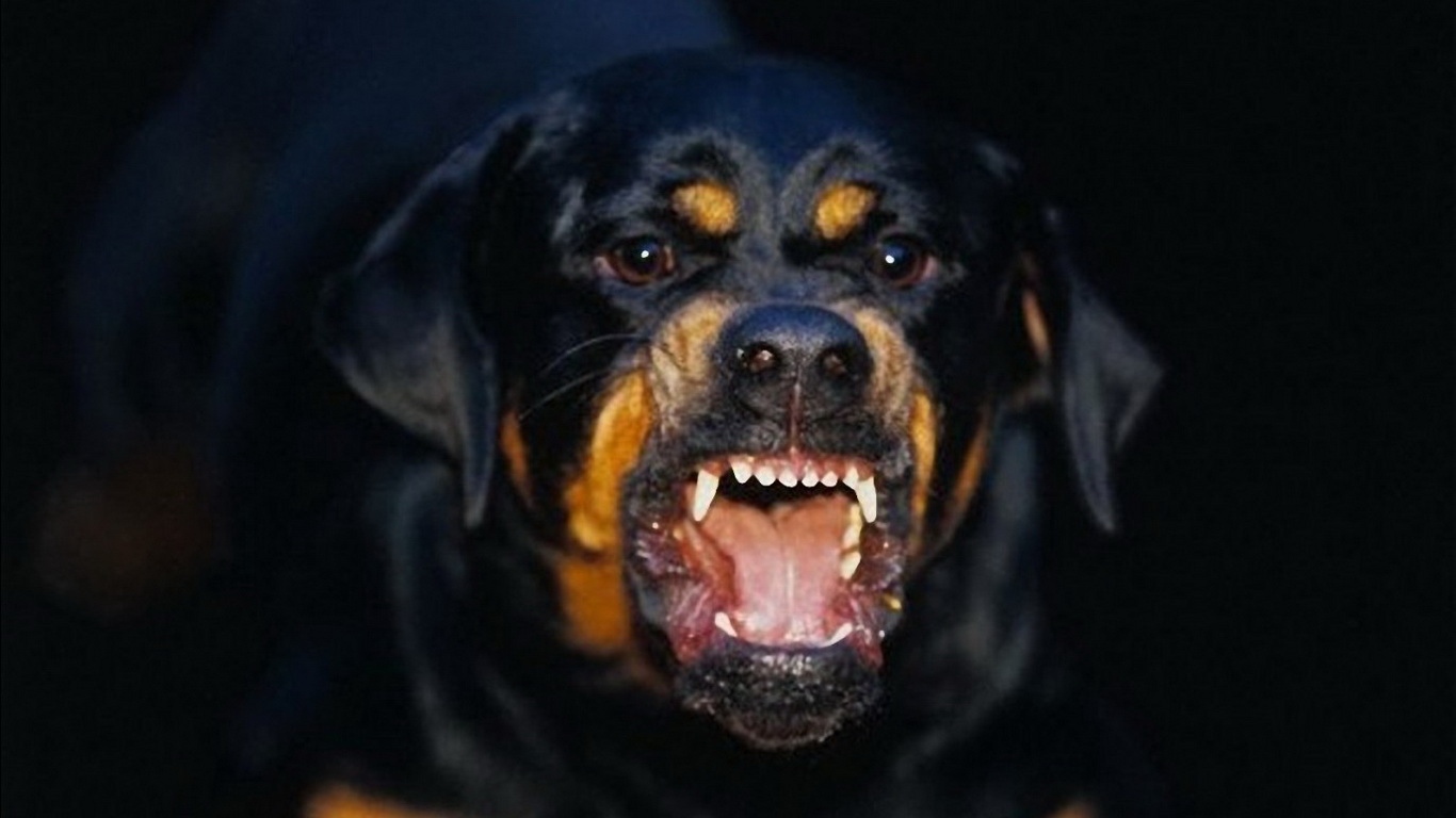 Самые агрессивные собаки породы рейтинг