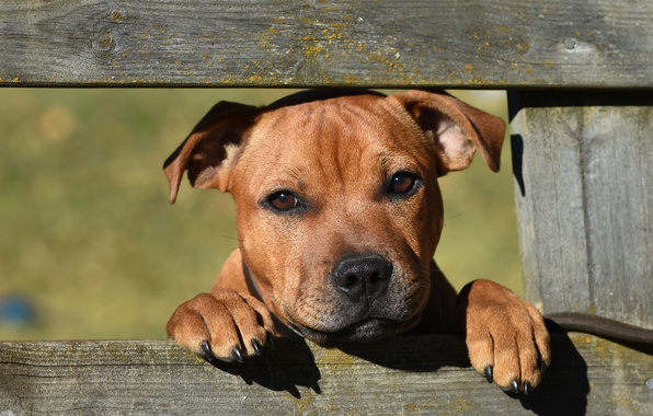 Топ 20 лучших сторожевых собак для охраны частного дома
