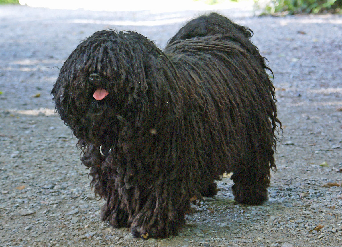 Порода собак рыжая с черной мордой пушистая