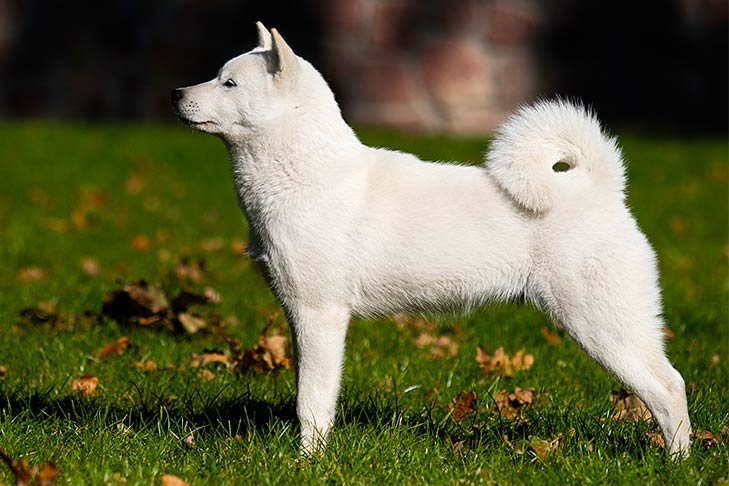Маленькая, белая и пушистая. Обзор декоративных пород собак