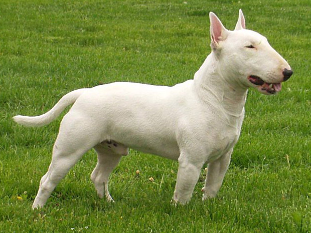 Маленькая, белая и пушистая. Обзор декоративных пород собак