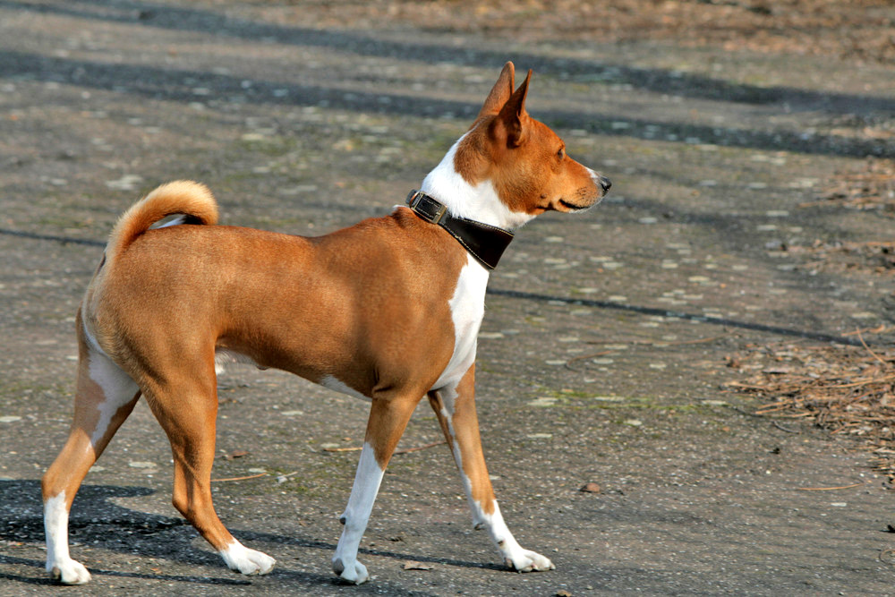 Что за порода собак рыжая с большими ушами