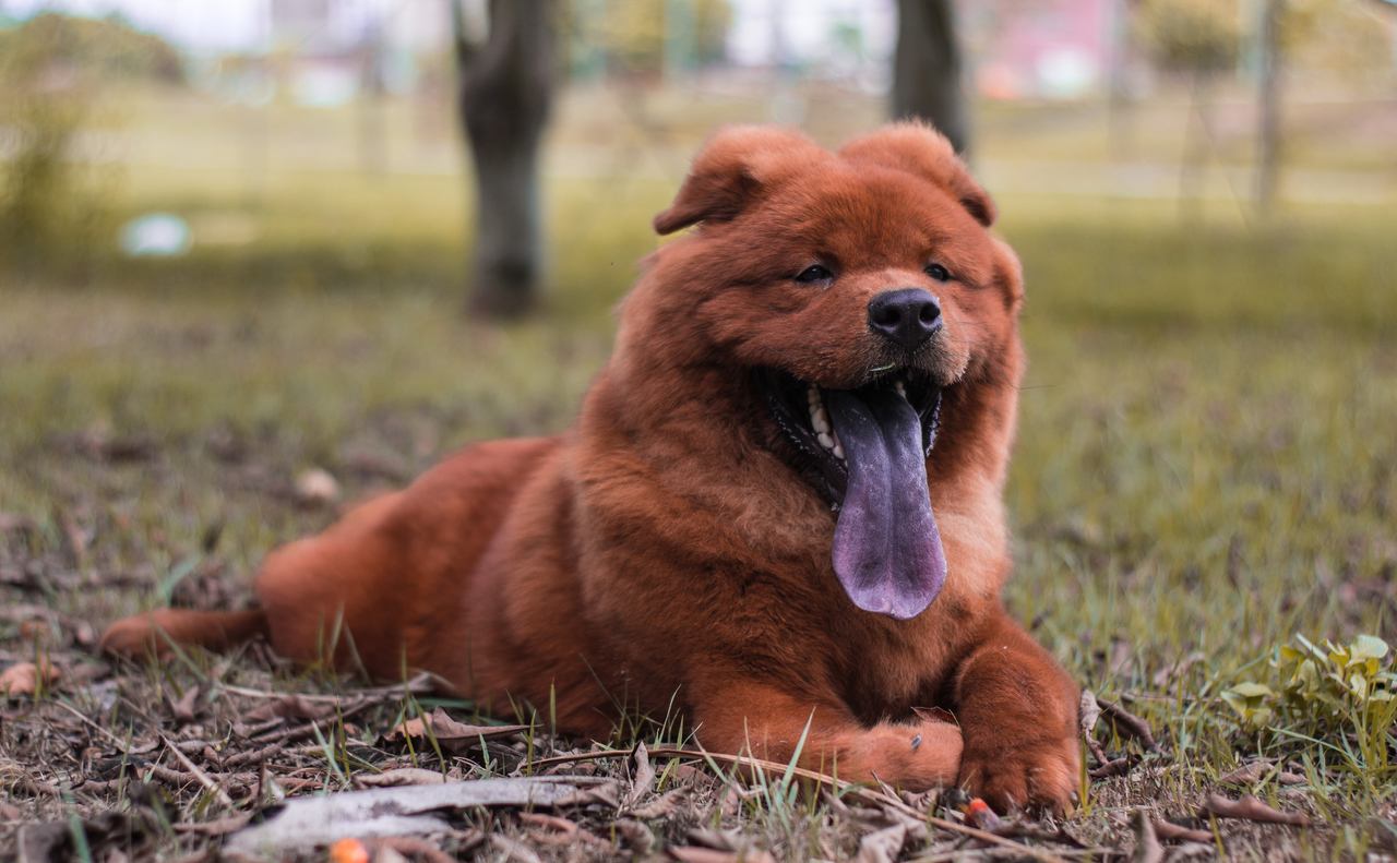 Ушастая рыжая порода собак